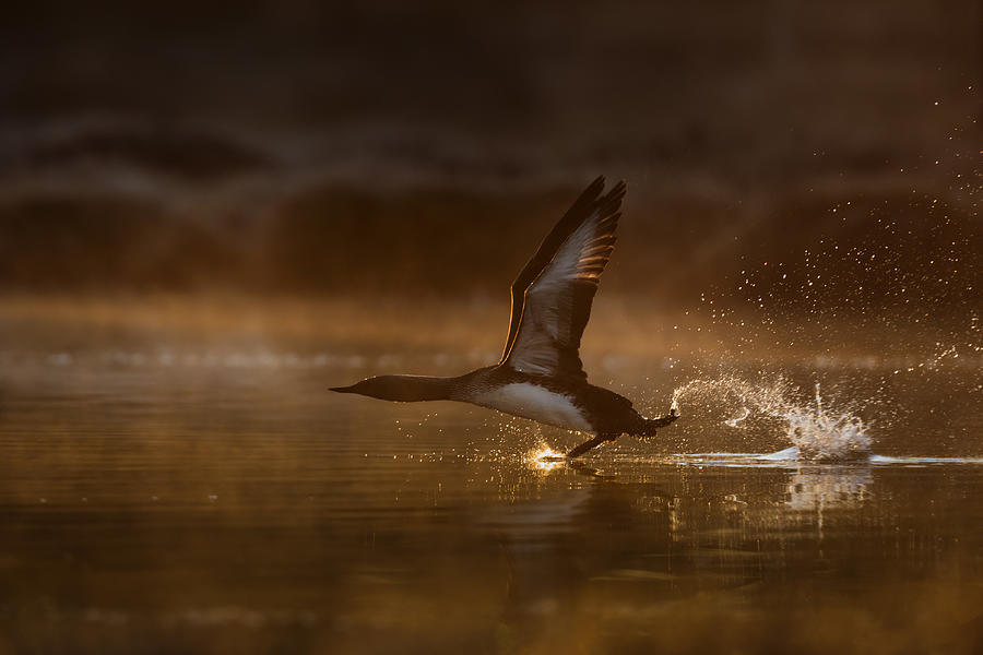 Loon Photograph - Red-throated Diver Taking Off by Magnus Renmyr