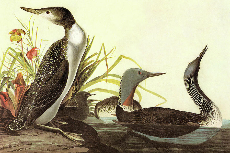 Red-Throated Loon Painting by John James Audubon