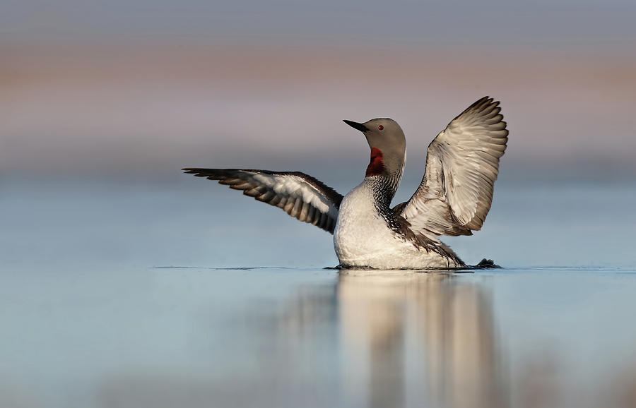 Red Throated Loon Wave Photograph by Daniel Behm