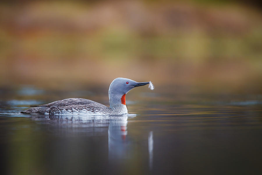 Nature Photograph - Red-throated Loon With A Sparepart by Magnus Renmyr
