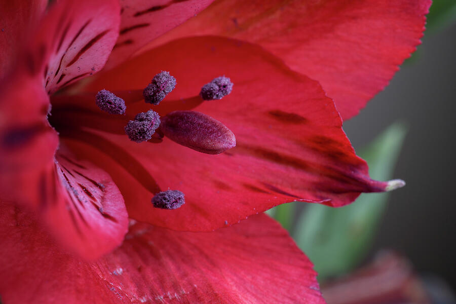 Red Tiger Photograph by Linda Howes