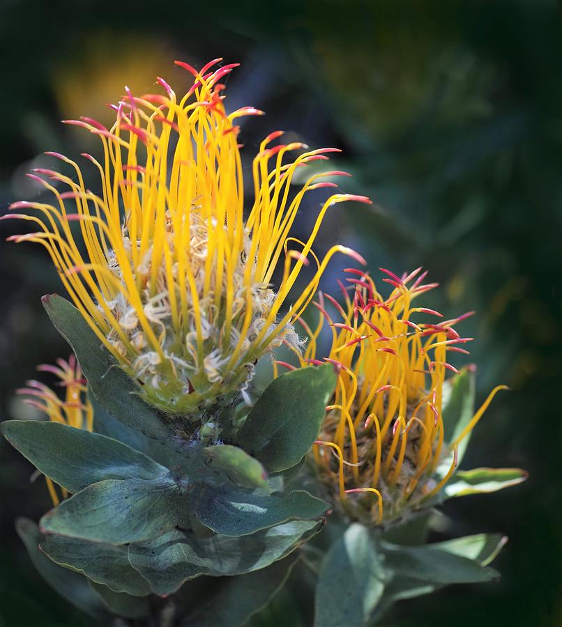 Pointy Proteas Photograph by Jane Loomis - Pixels