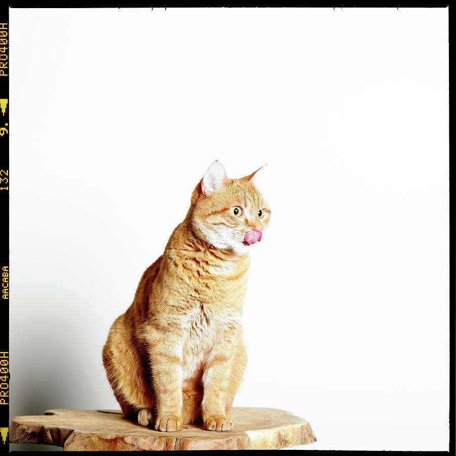 Red Tomcat Sitting On Wooden Table Photograph by Marceltb