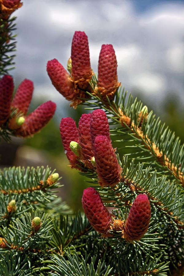 Red Tree Cones Photograph by Sally Weigand