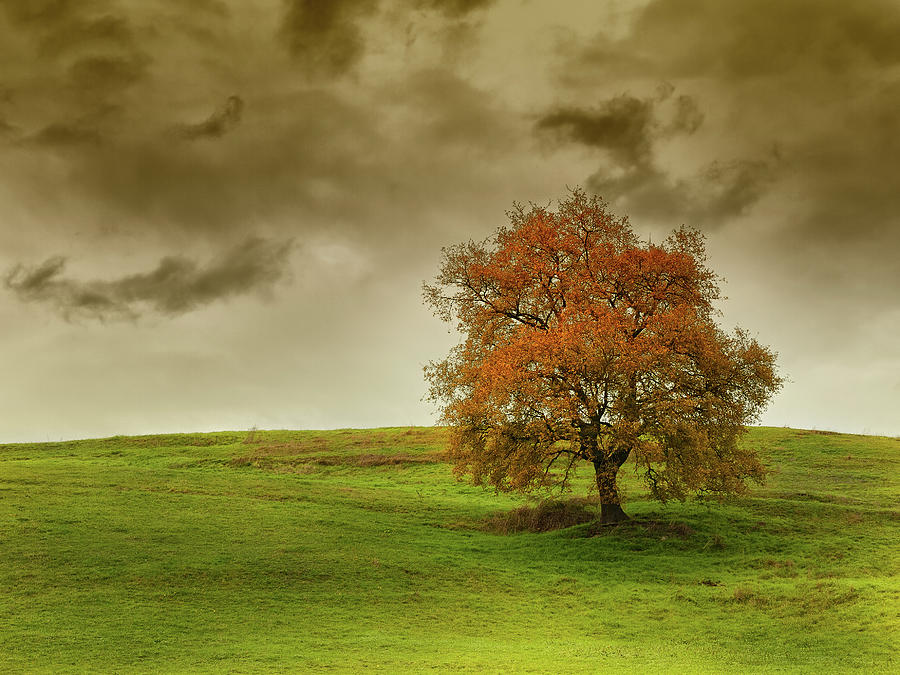 Red Tree In Stormy Cloud Photograph by By Mediotuerto