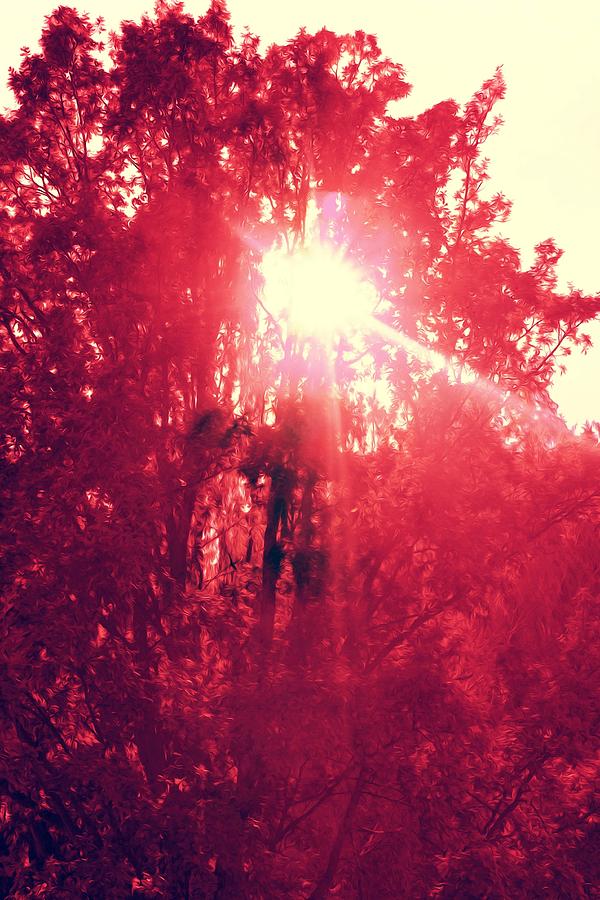 Red Tree Photograph