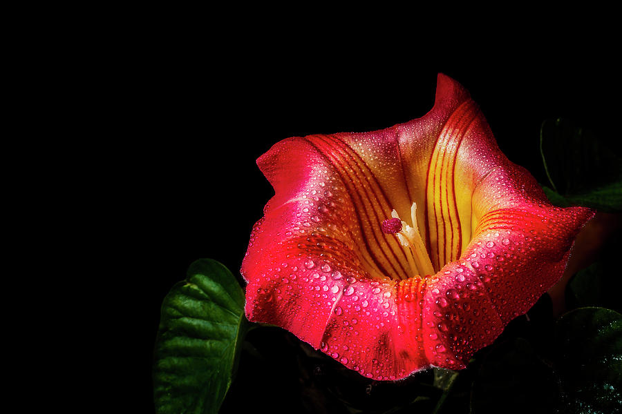 Red Trumpet Vine by Cyndy Doty Red Trumpet Vine by Cyndy Doty