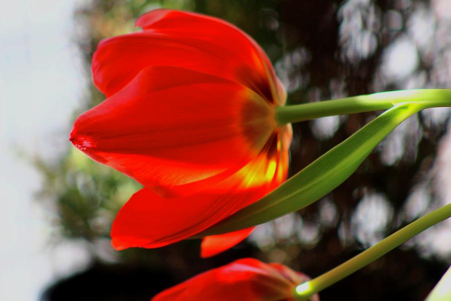 Red Tulip 2 Photograph by Kevin Wheeler