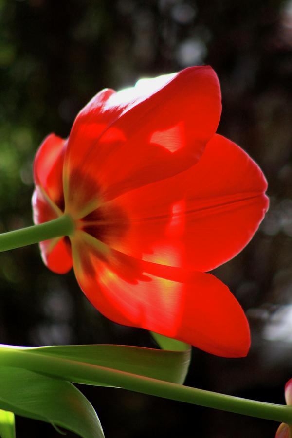 Red Tulip 4 Photograph by Kevin Wheeler