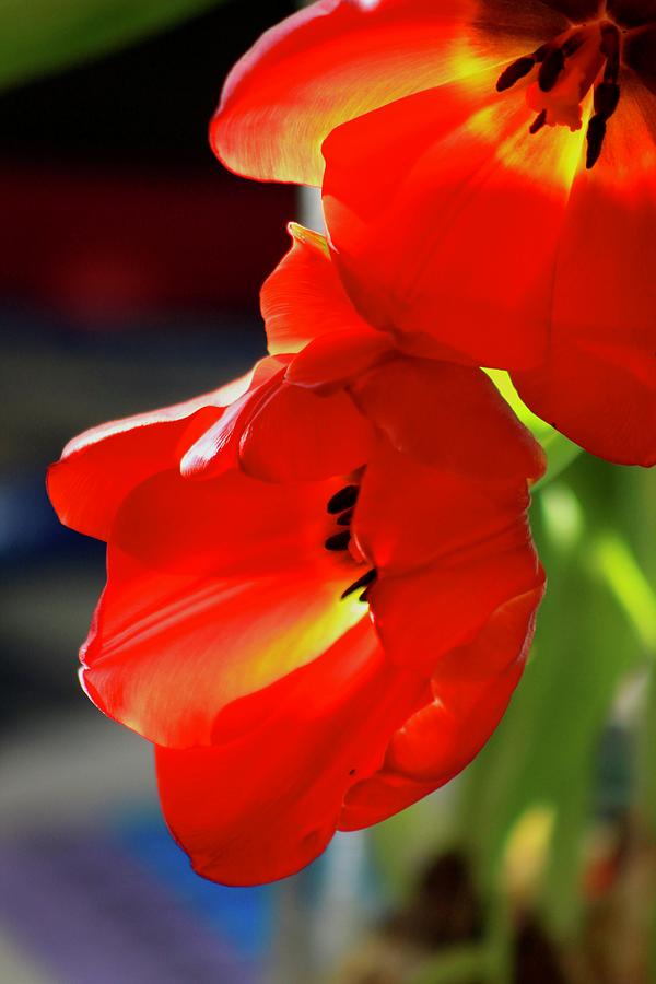 Red Tulip 5 Photograph by Kevin Wheeler