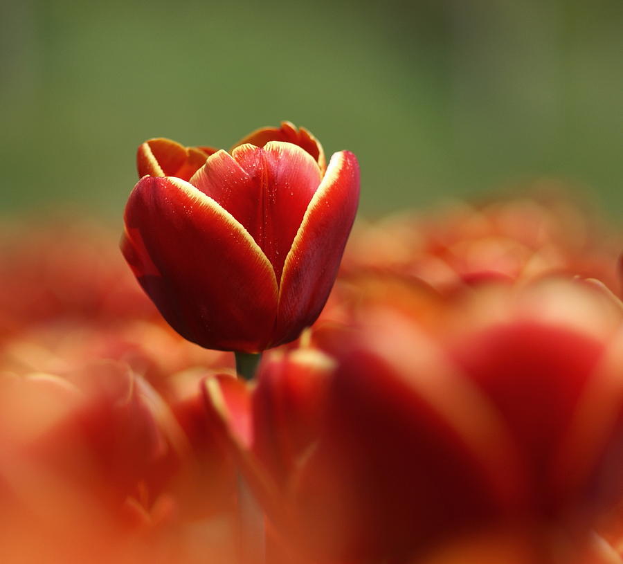Red Tulip Against A Soft Background Photograph by Chantal