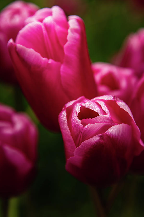 Red Tulip Photograph by Chris McKenna