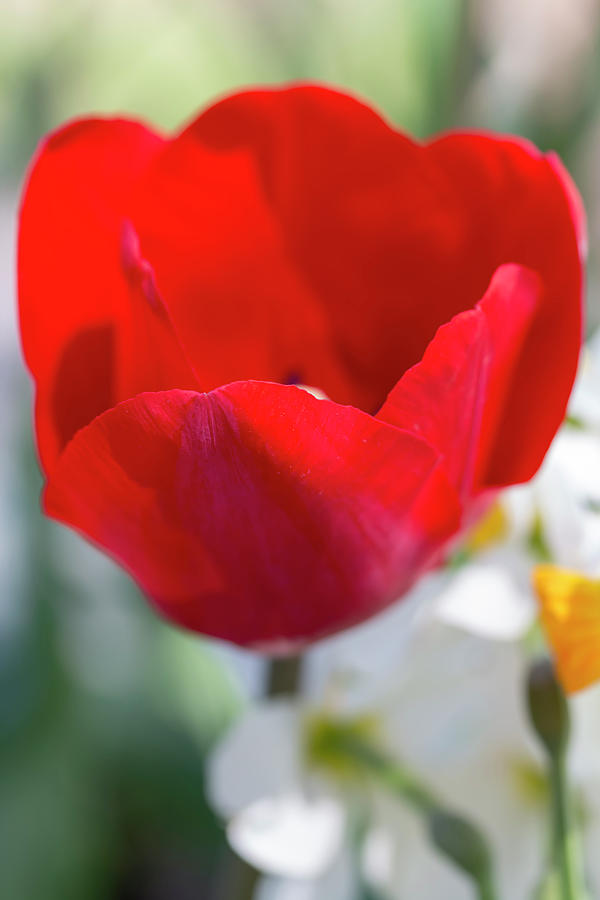 Spring Photograph - Red Tulip by Dawn Cavalieri