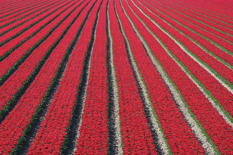 Red Tulip Field Photograph by Peter Schoen