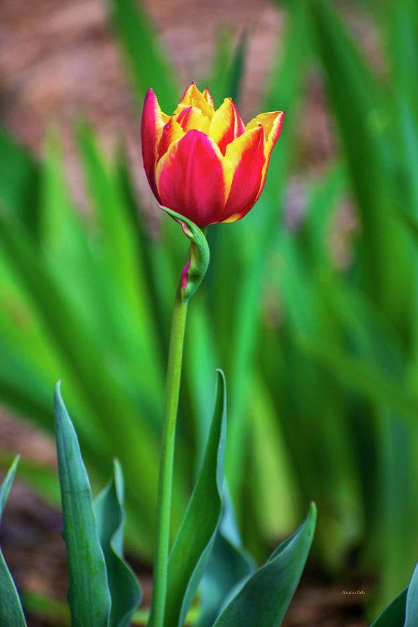 Red Tulip Flower Photograph by Christina Rollo