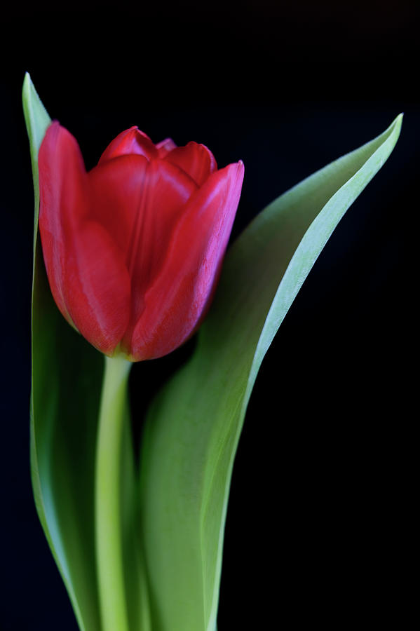 Red Tulip Flower Photograph by Martin Child