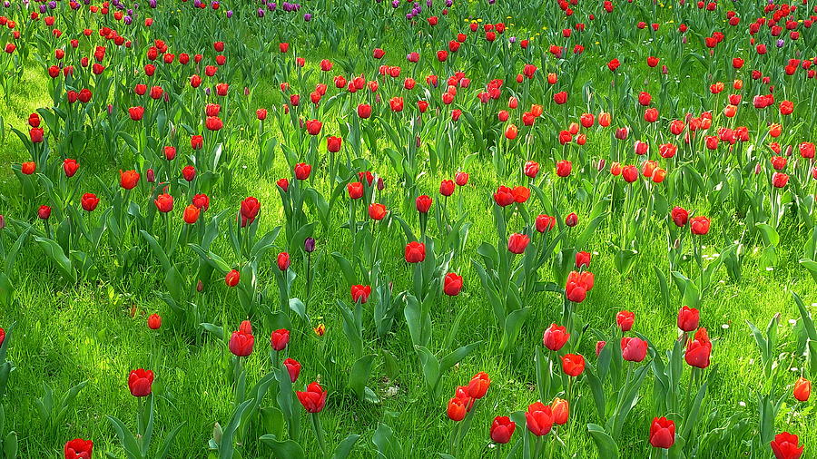 Red Tulip Garden Photograph by Dieter Palm Berlin