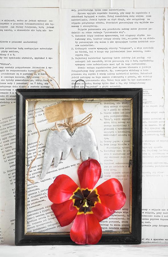 Red Tulip In Black Picture Frame On Wall Papered With Book Pages Photograph by Alicja Koll