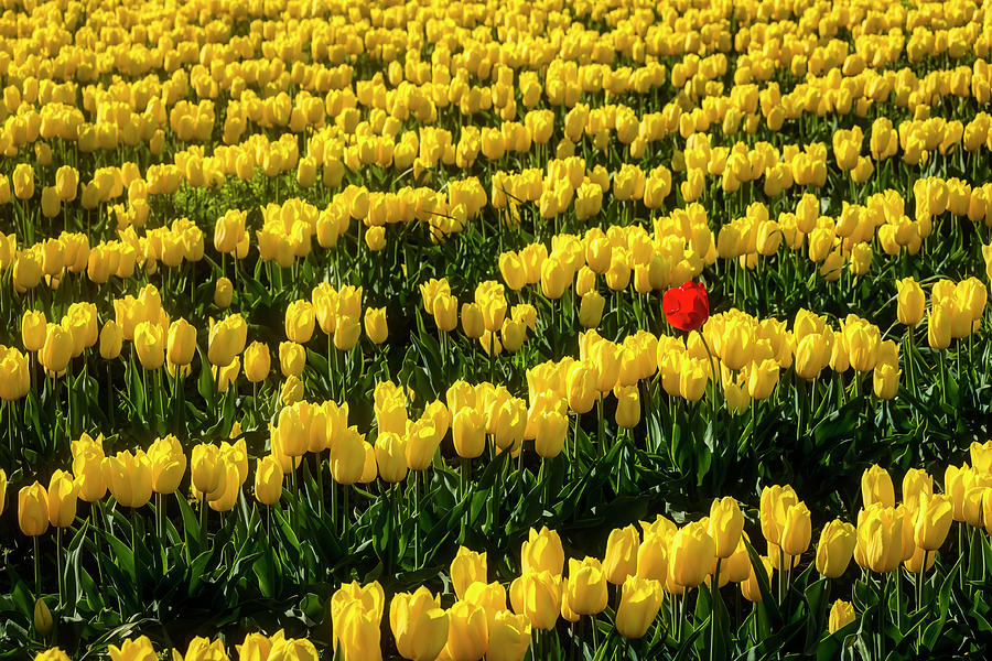 Red Tulip In Field Of Yellow Photograph by Garry Gay