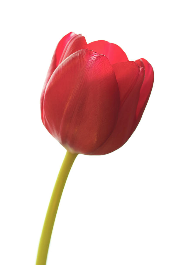 Red Tulip Photograph by Kevin Schwalbe