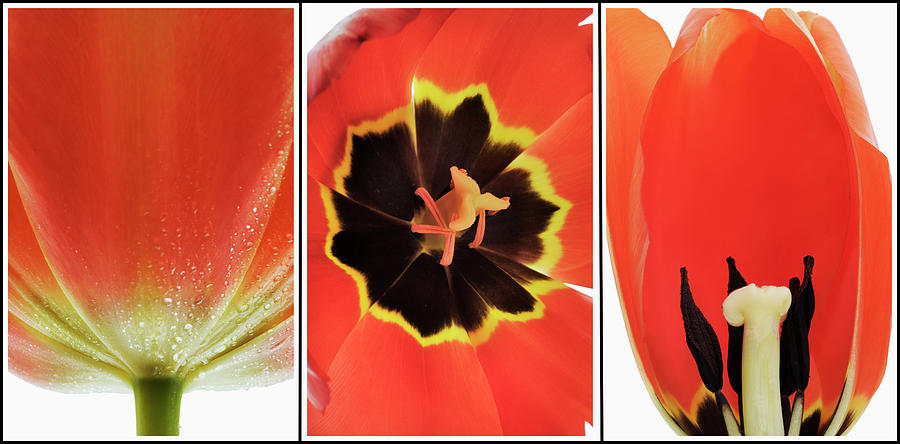 Red Tulip Photograph by Martin Harvey
