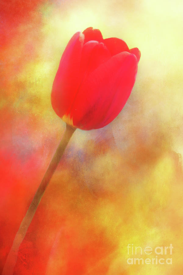 Red Tulip Reaching for the Sun Photograph by Anita Pollak