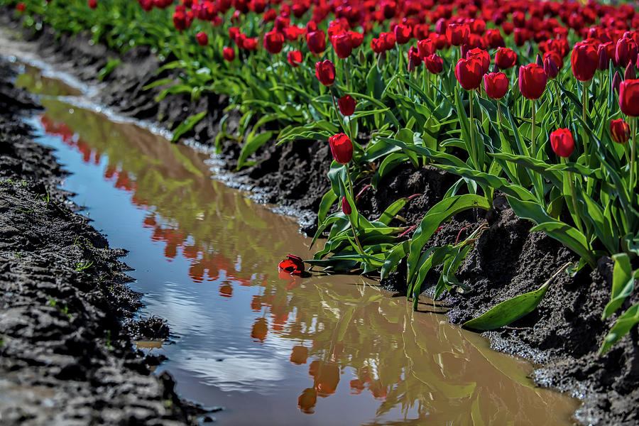 Red Tulip Reflections by Johanna Froese Red Tulip Reflections by Johanna Froese