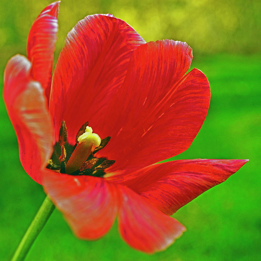 Red Tulip Photograph by Richard Felber