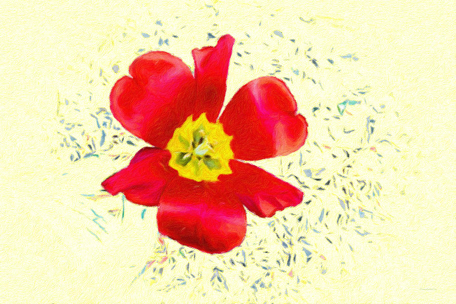 Red Tulip Soft Butter Yellow  Photograph by Diane Lindon Coy