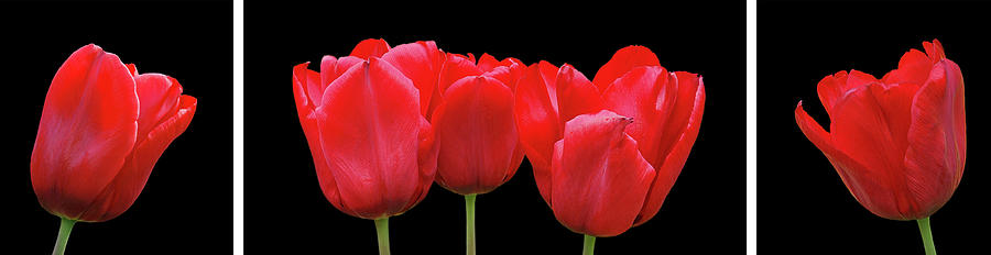 Nature Photograph - Red Tulip Triptych by Gill Billington