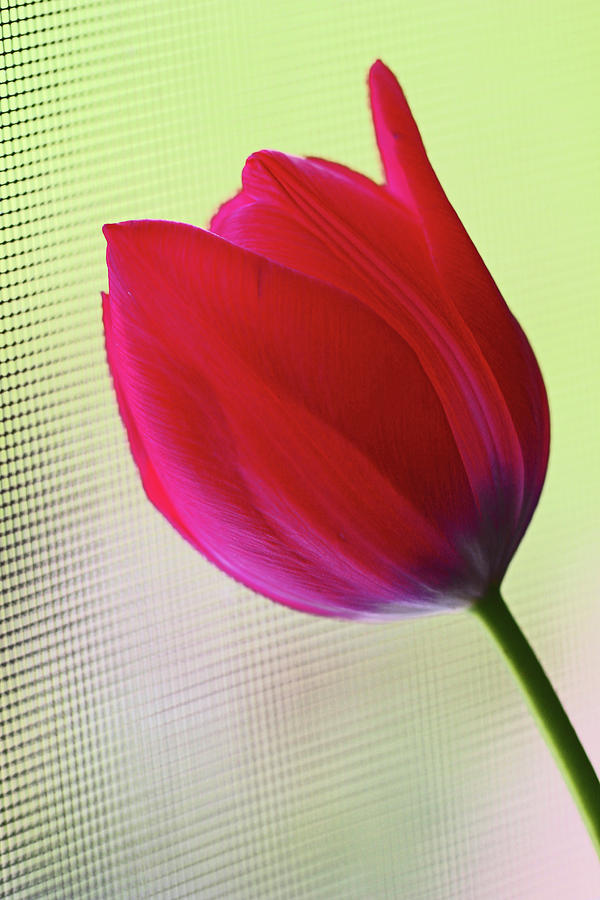 Red Tulip yellow green background 5819 Photograph by David Frederick