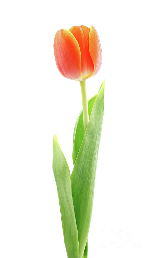 Red Tulip Photograph by Ziva k