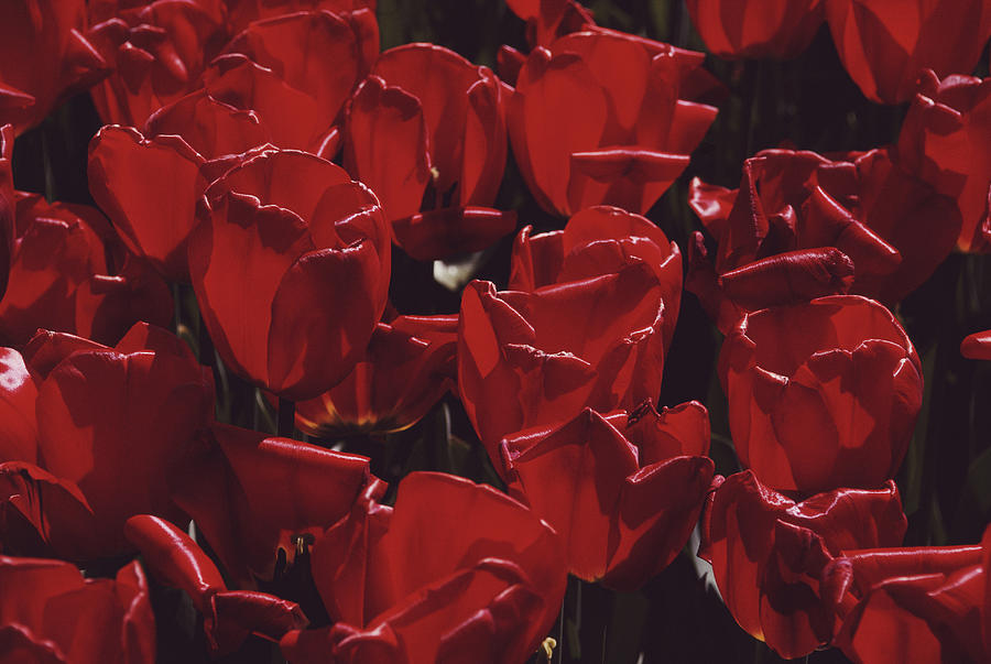 Red Tulips Photograph by Alfred Gescheidt