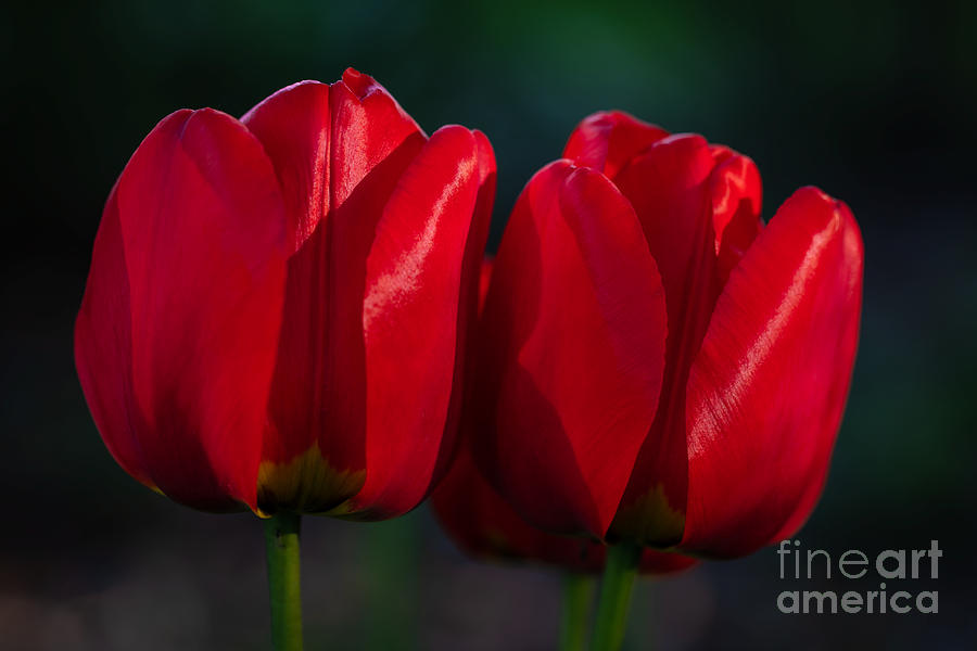 Twin Red Tulips Photograph by Alma Danison