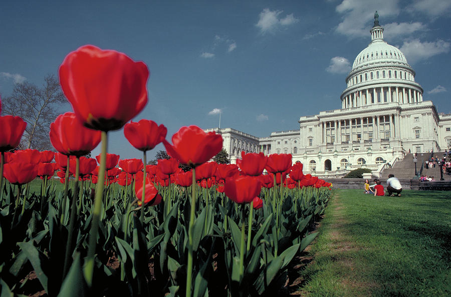 Red Tulips At Capitol In Washington Photograph