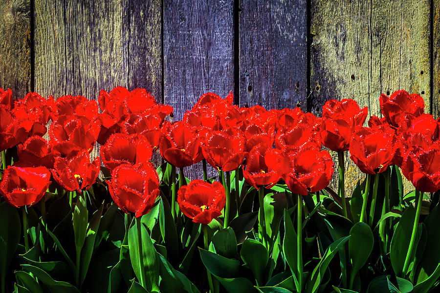 Red Tulips And Wooden Fence Photograph by Garry Gay