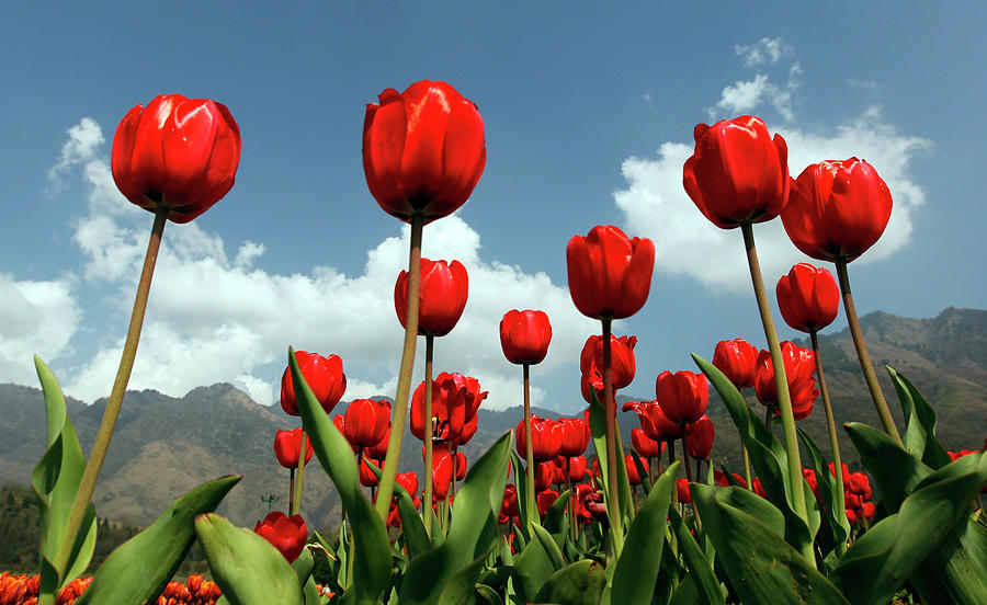 Tulip Photograph - Red Tulips Are Seen in Full Bloom by Fayaz Kabli