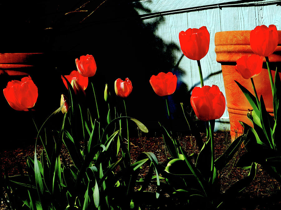 Red Tulips Photograph by Cathy Anderson