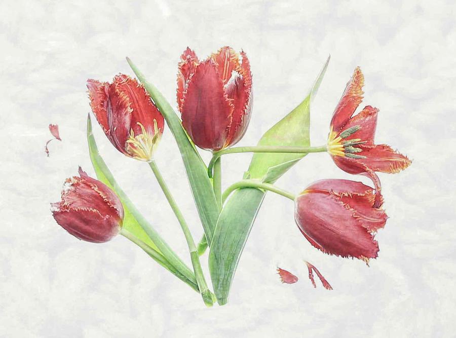 Red Tulips Photograph by Fangping Zhou