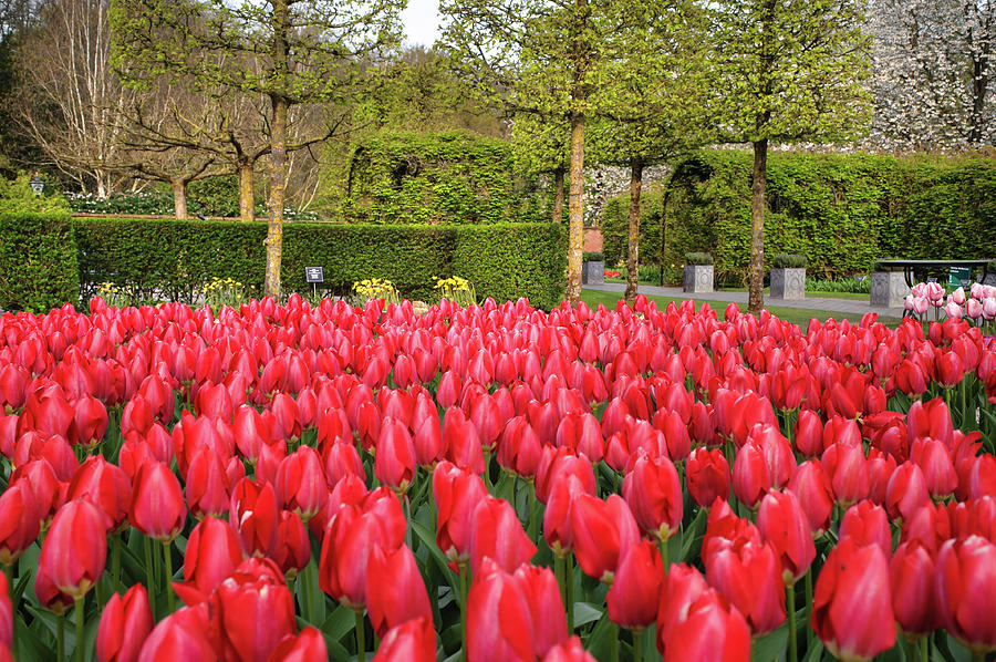 Red Tulips Field of Keukenhof Garden Photograph by Jenny Rainbow