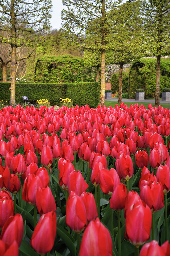 Red Tulips Fields of Keukenhof Garden Photograph by Jenny Rainbow