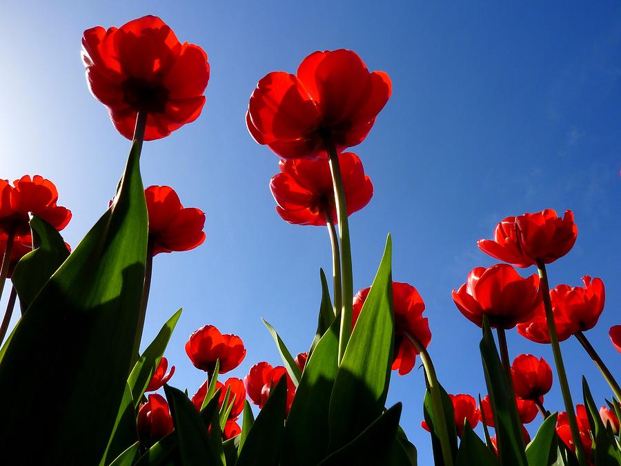 Red Tulips Photograph by Frans Sellies