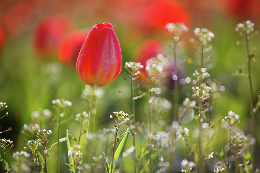 Red Tulips Growing With Sprigs Of Small Photograph by Design Pics / Craig Tuttle