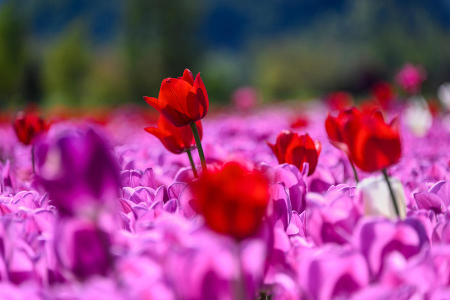 Red Tulips In A Sea Of Purple Tulips Photograph