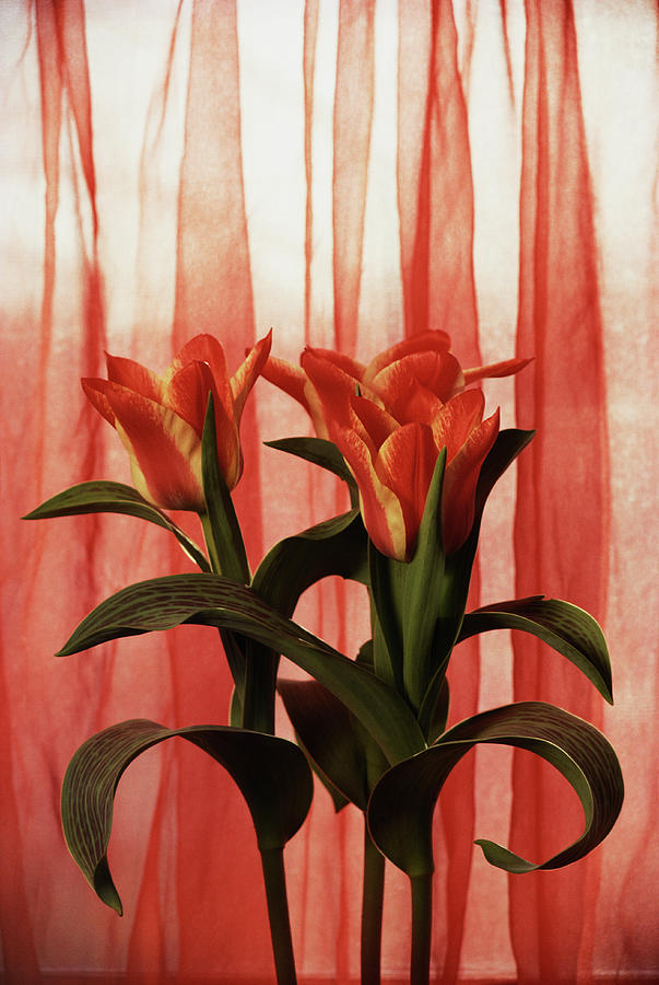 Red Tulips In Front Of Sheer Curtain Photograph by Jupiterimages