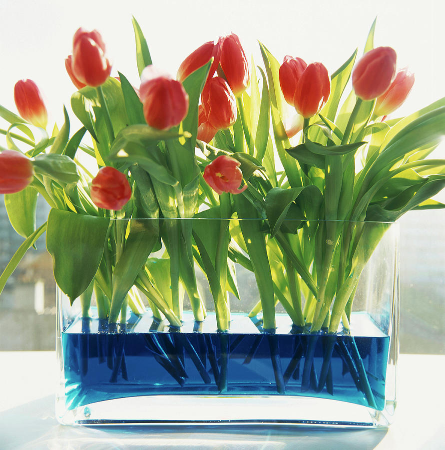 Red Tulips In Glass Vase Photograph by Luc Wauman