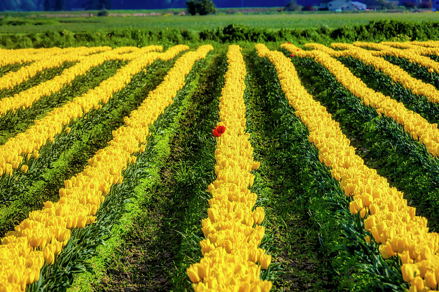 Red Tulips In The Yellow Row Photograph by Garry Gay