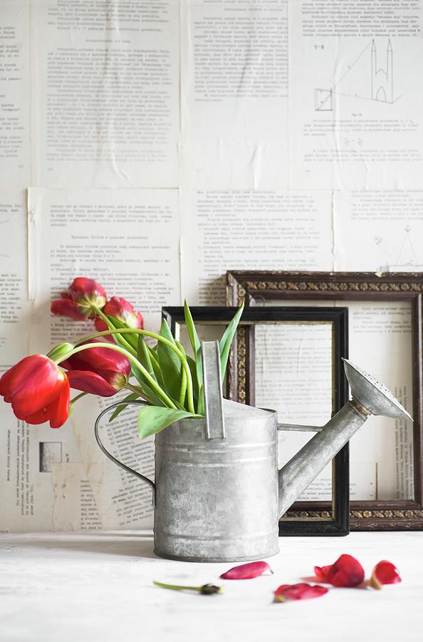 Red Tulips In Watering Can In Front Of Picture Frames And Wall Papered With Book Pages Photograph by Alicja Koll