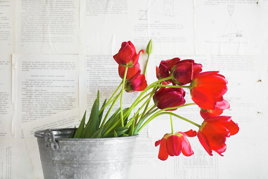 Red Tulips In Zinc Bucket Against Wall Papered With Book Pages Photograph by Alicja Koll
