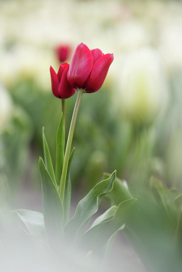 Red Tulips by Johanna Froese Red Tulips by Johanna Froese